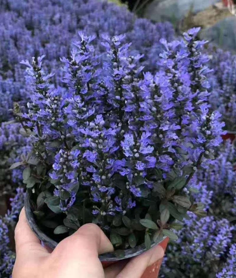 宿根花卉多花筋骨草花叶筋骨草姬十二单盆栽苗