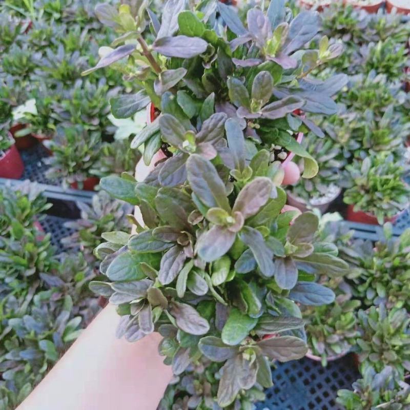 宿根花卉多花筋骨草花叶筋骨草姬十二单盆栽苗