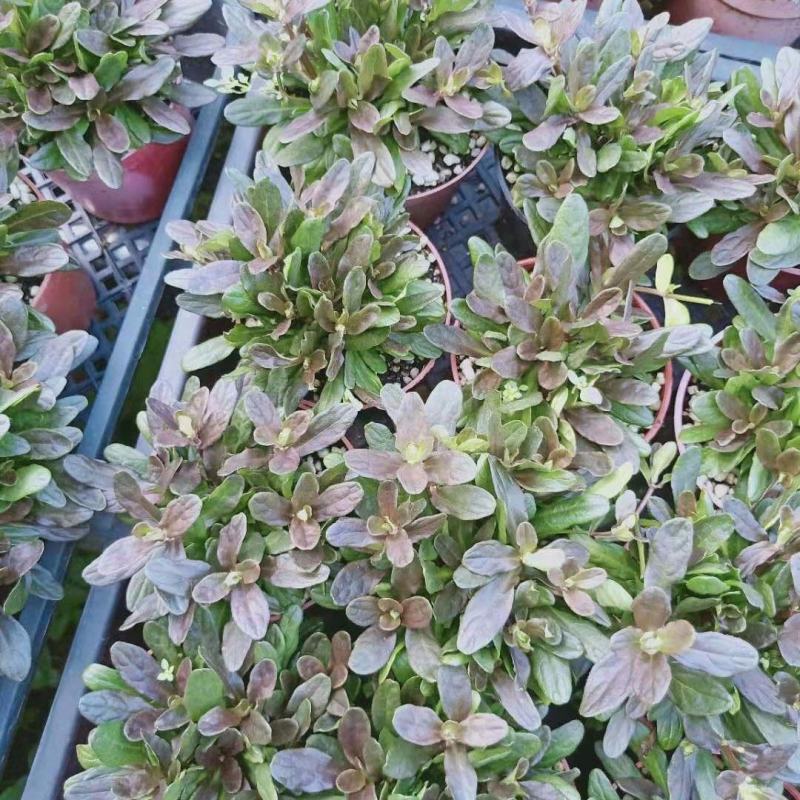 宿根花卉多花筋骨草花叶筋骨草姬十二单盆栽苗
