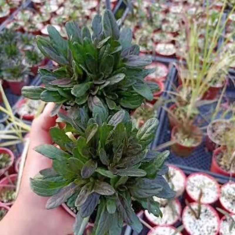 宿根花卉多花筋骨草花叶筋骨草姬十二单盆栽苗