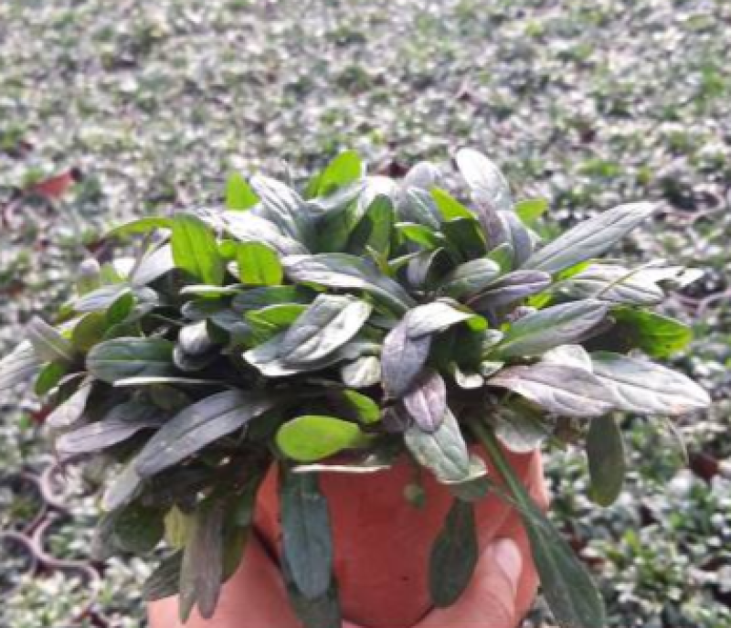 宿根花卉多花筋骨草花叶筋骨草姬十二单盆栽苗