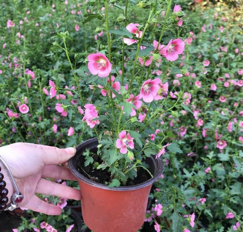 小木槿盆栽带花阳台多年生四季开花植物木槿棒棒糖花苗开花