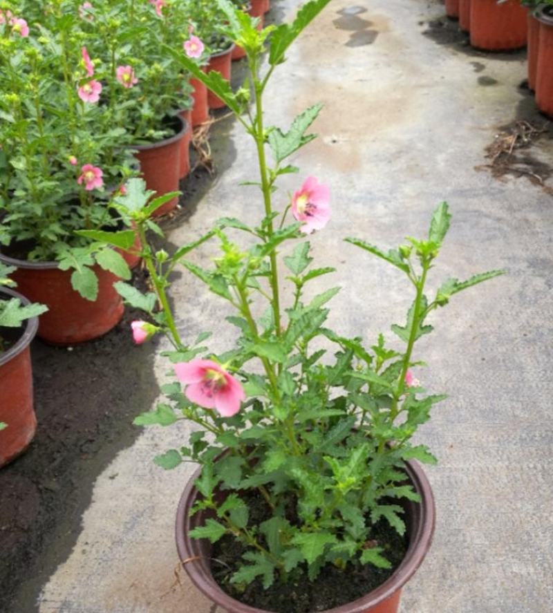 小木槿盆栽带花阳台多年生四季开花植物木槿棒棒糖花苗开花