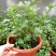 小木槿盆栽带花阳台多年生四季开花植物木槿棒棒糖花苗开花