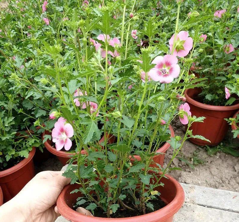 小木槿盆栽带花阳台多年生四季开花植物木槿棒棒糖花苗开花