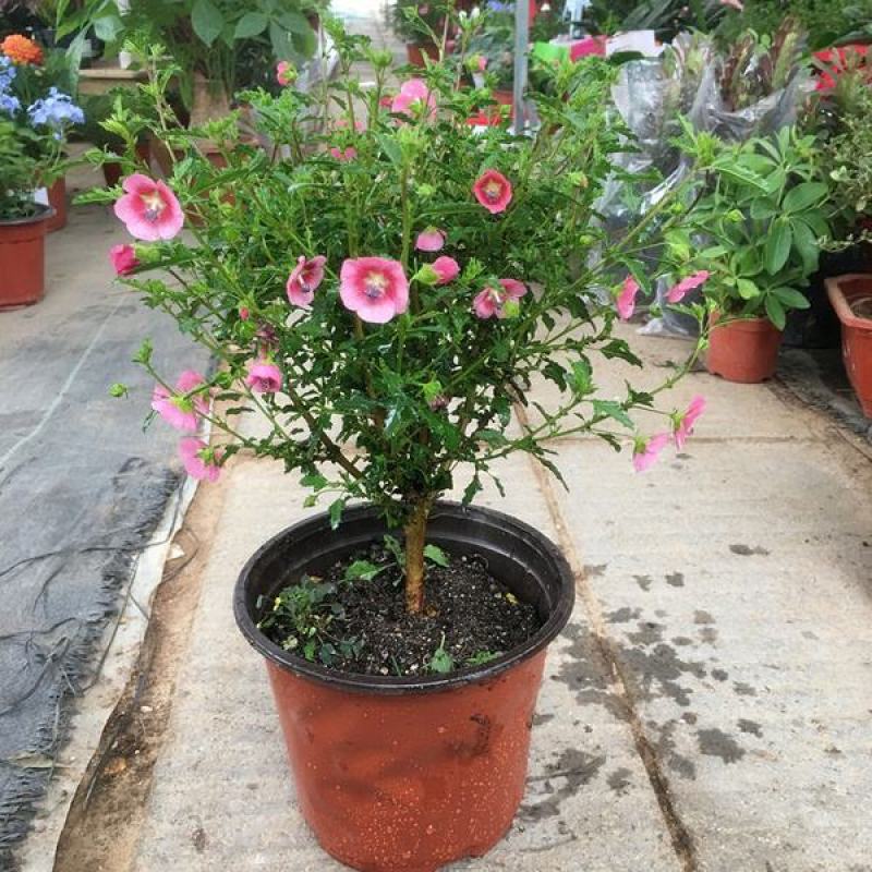 小木槿盆栽带花阳台多年生四季开花植物木槿棒棒糖花苗开花