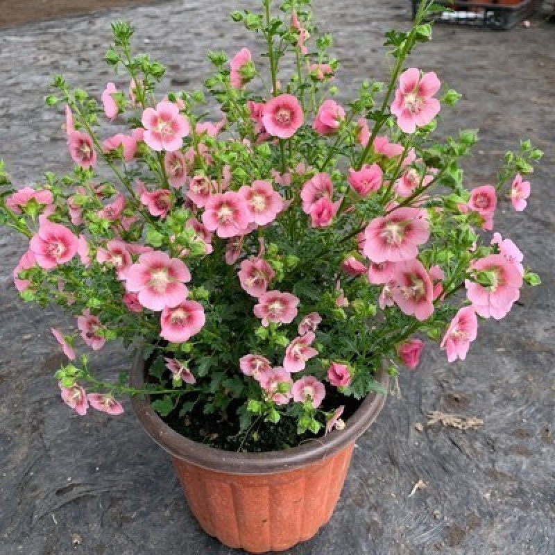 小木槿盆栽带花阳台多年生四季开花植物木槿棒棒糖花苗开花