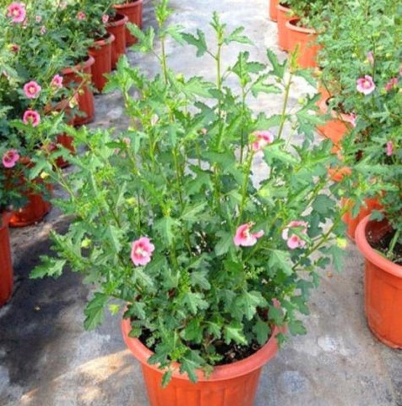 小木槿盆栽带花阳台多年生四季开花植物木槿棒棒糖花苗开花