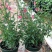 小木槿盆栽带花阳台多年生四季开花植物木槿棒棒糖花苗开花