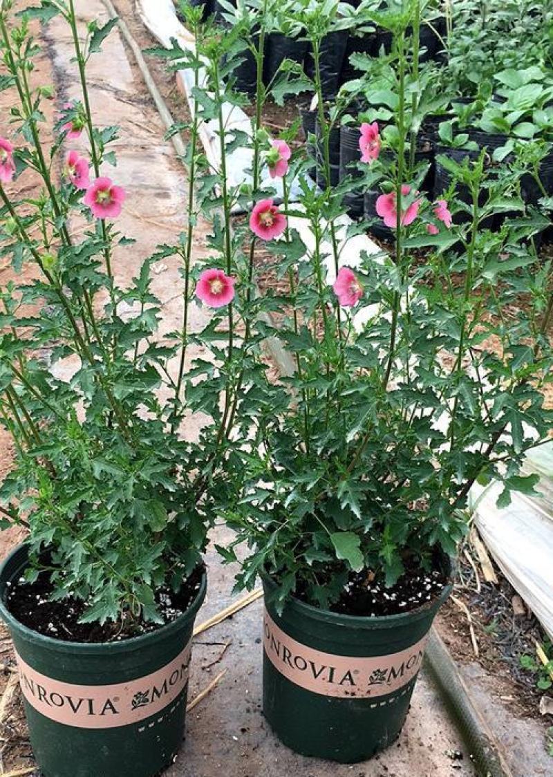 小木槿盆栽带花阳台多年生四季开花植物木槿棒棒糖花苗开花