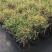小木槿盆栽带花阳台多年生四季开花植物木槿棒棒糖花苗开花