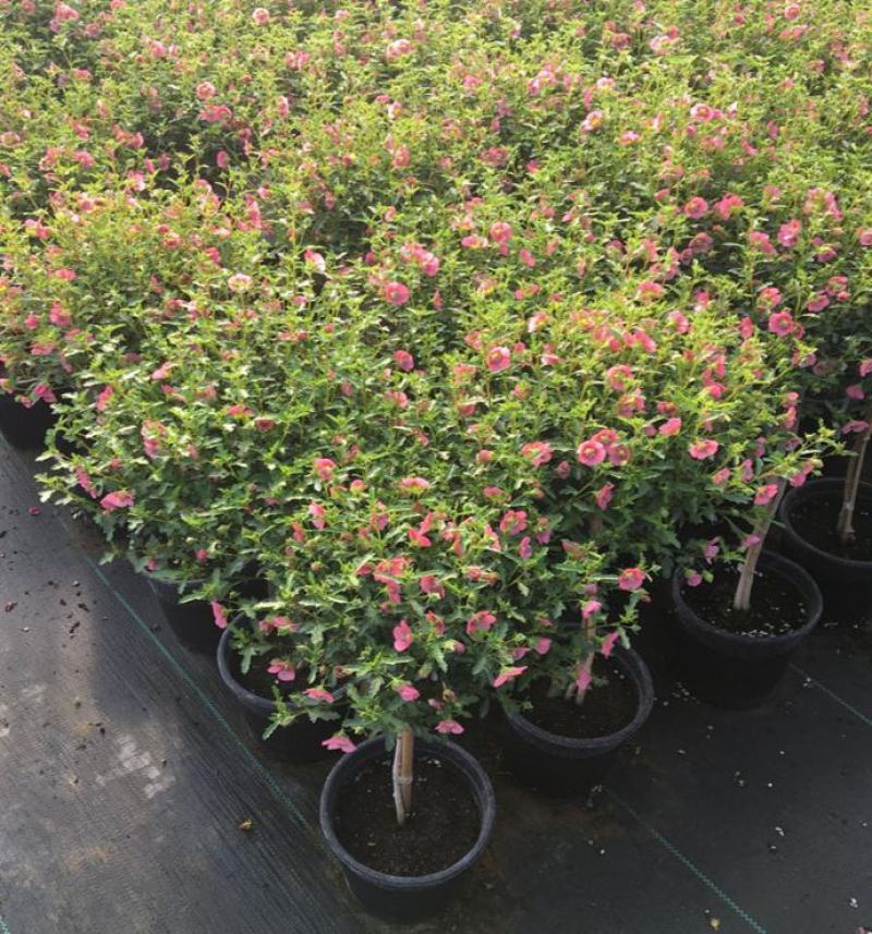 小木槿盆栽带花阳台多年生四季开花植物木槿棒棒糖花苗开花