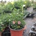 小木槿盆栽带花阳台多年生四季开花植物木槿棒棒糖花苗开花