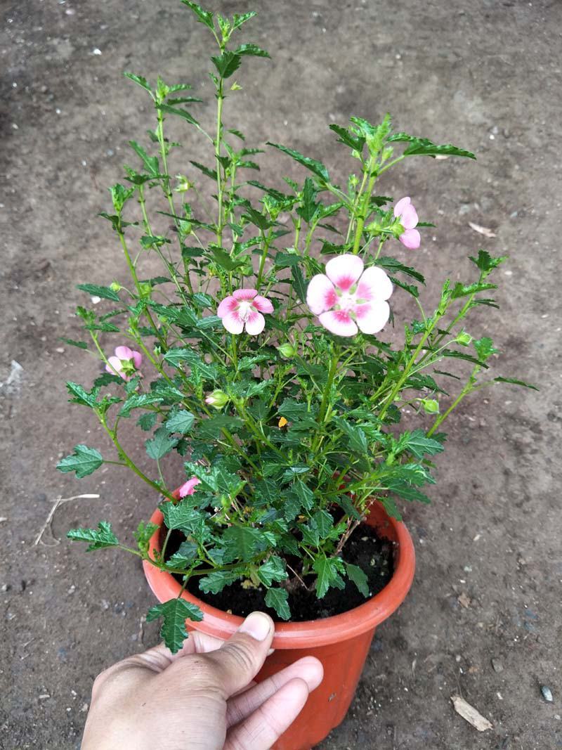 小木槿盆栽带花阳台多年生四季开花植物木槿棒棒糖花苗开花
