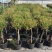 小木槿盆栽带花阳台多年生四季开花植物木槿棒棒糖花苗开花