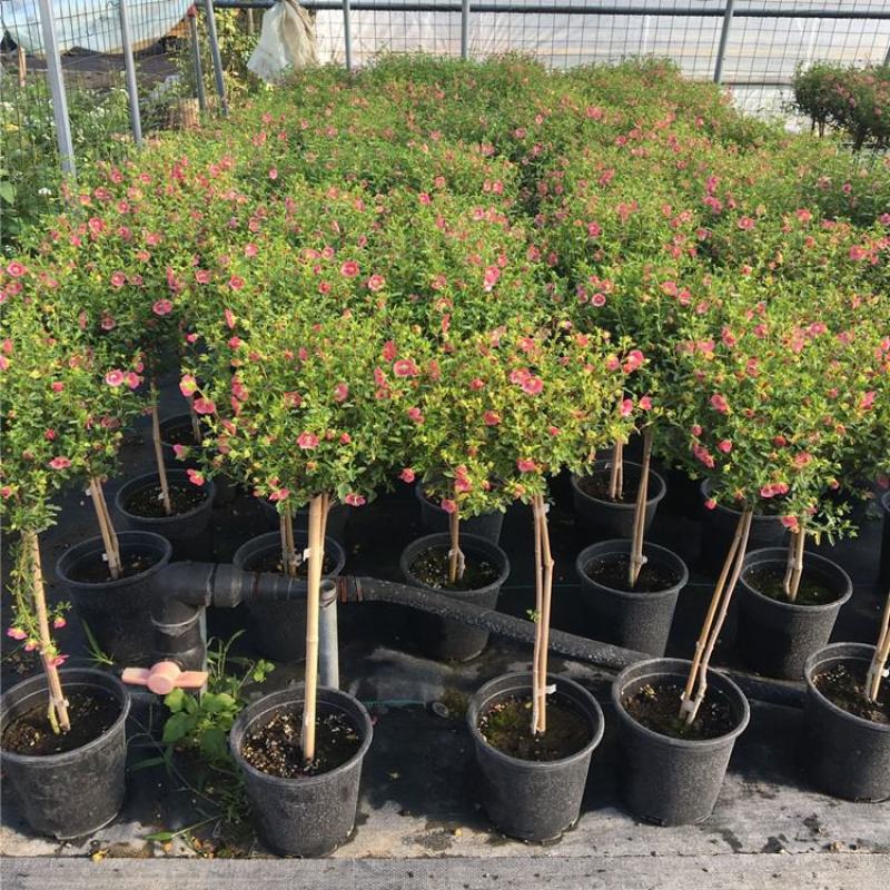 小木槿盆栽带花阳台多年生四季开花植物木槿棒棒糖花苗开花
