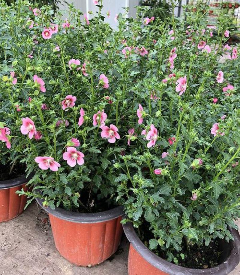 小木槿盆栽带花阳台多年生四季开花植物木槿棒棒糖花苗开花
