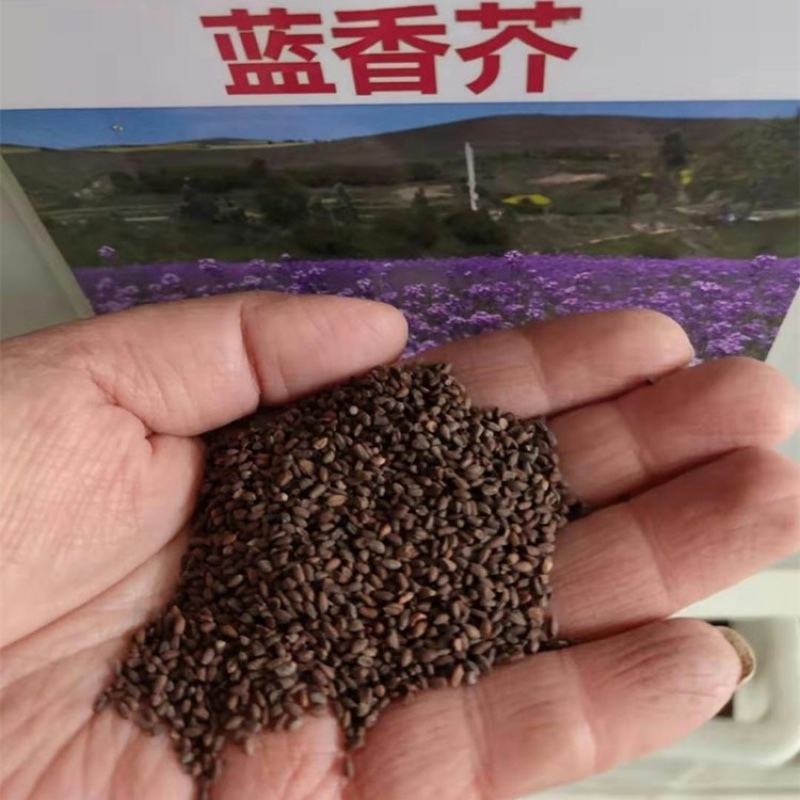 蓝香芥籽种蓝色油菜花欧亚香花芥公园庭院四季