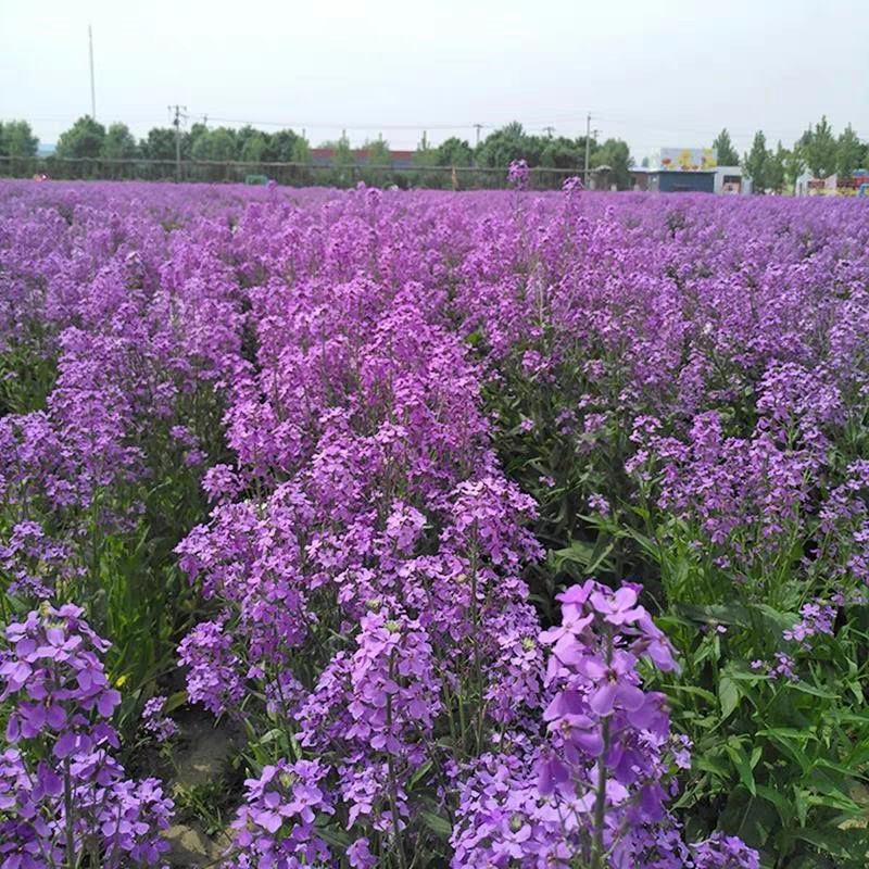 蓝香芥籽种蓝色油菜花欧亚香花芥公园庭院四季