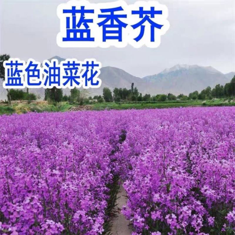 蓝香芥籽种蓝色油菜花欧亚香花芥公园庭院四季