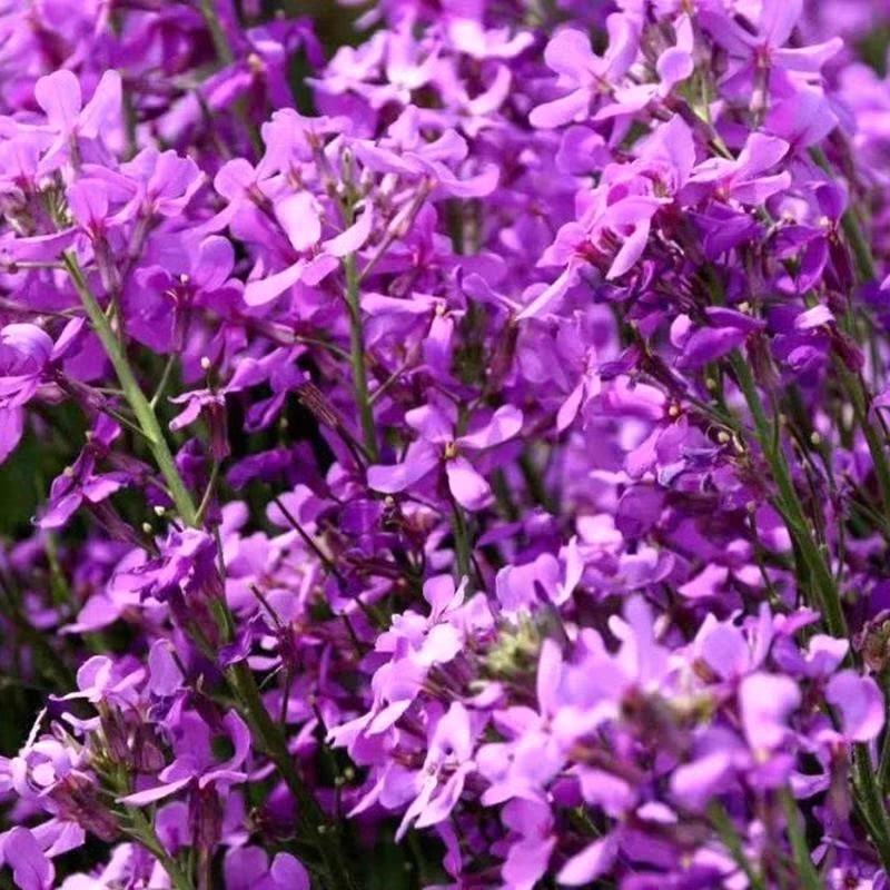 蓝香芥籽种蓝色油菜花欧亚香花芥公园庭院四季