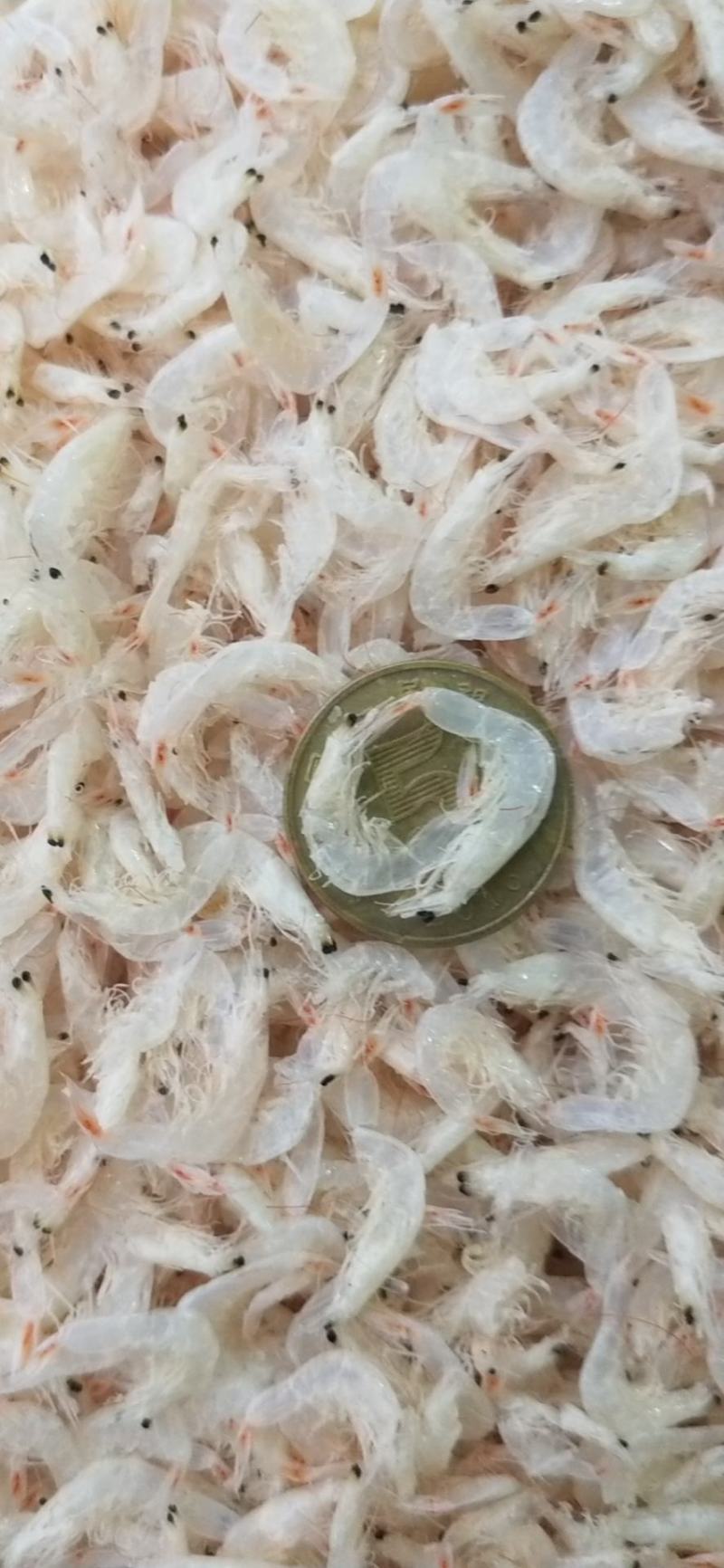 【热卖】辽宁虾皮厂家直发量大优惠可视频看货欢迎来电订购