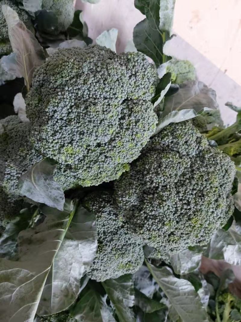 西兰花，西兰花，耐寒优秀西兰花，河北蔬菜，整车直发