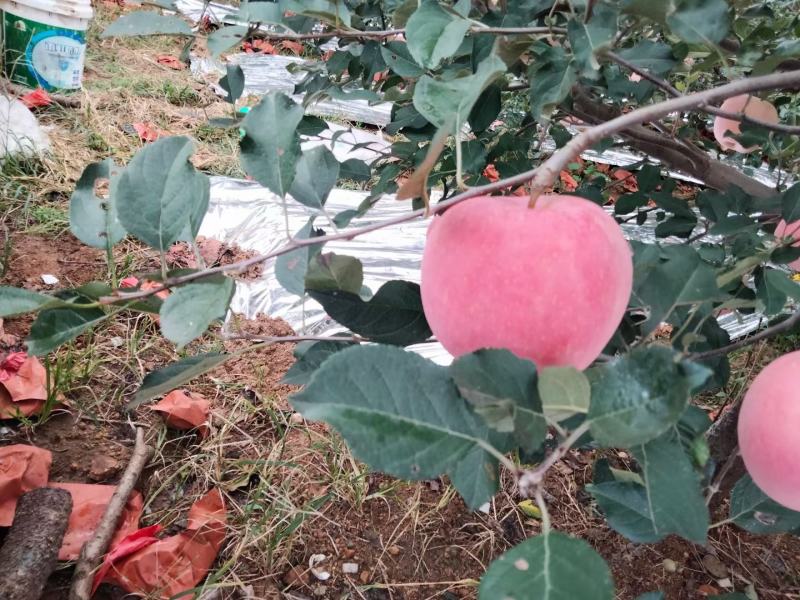 栖霞红富士苹果上市了，需要的老板赶紧联系我吧个头大