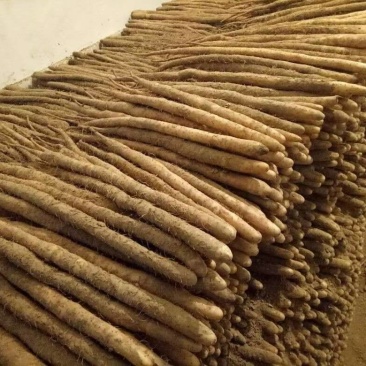 河北安平山药小白嘴山药产地直发一手货源品质保证欢迎联
