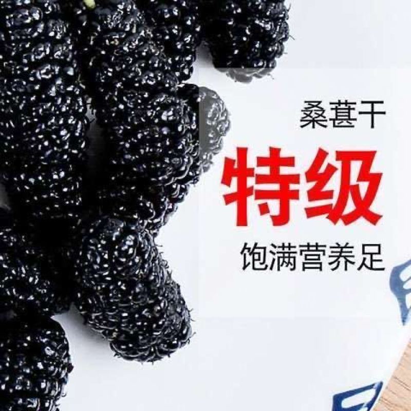 新疆吐鲁番野生桑葚干干净无沙桑葚无沙大无硫桑葚干