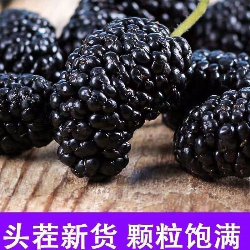 新疆吐鲁番野生桑葚干干净无沙桑葚无沙大无硫桑葚干