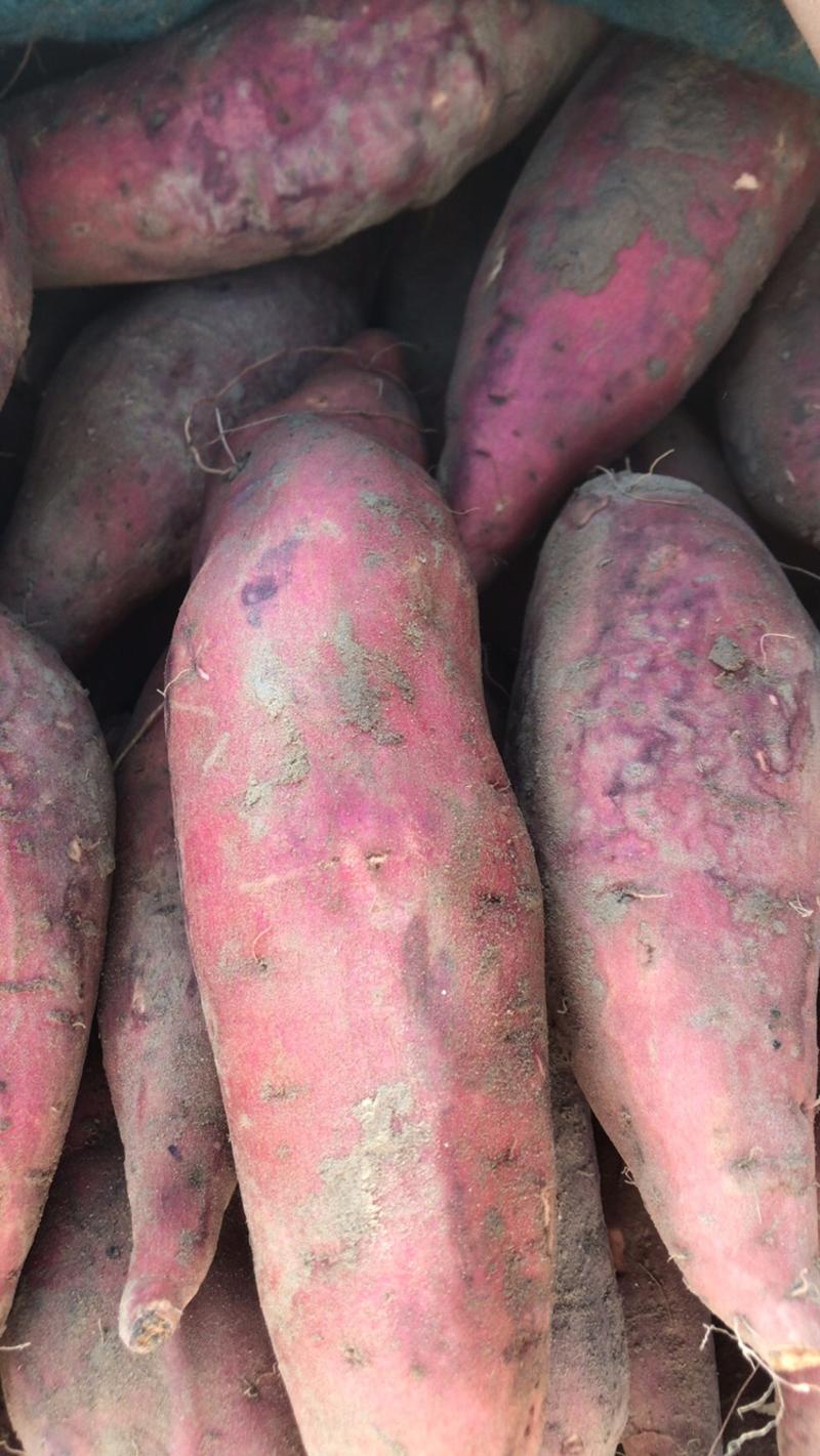 新鲜开封西瓜红红薯大量上市支持市场电商加工厂货源充足