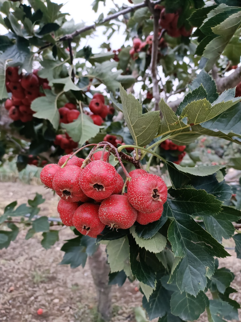 沂蒙山优质大金星上市，口感好颜色好，保证质量价格公道