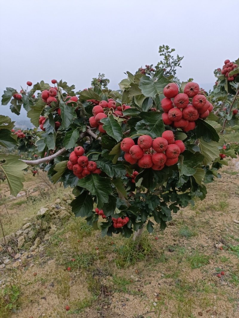 沂蒙山优质大金星上市，口感好颜色好，保证质量价格公道
