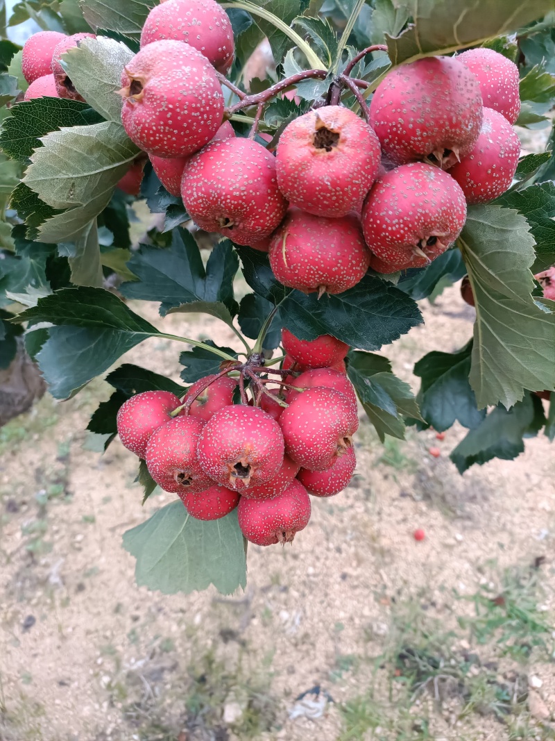 沂蒙山优质大金星上市，口感好颜色好，保证质量价格公道