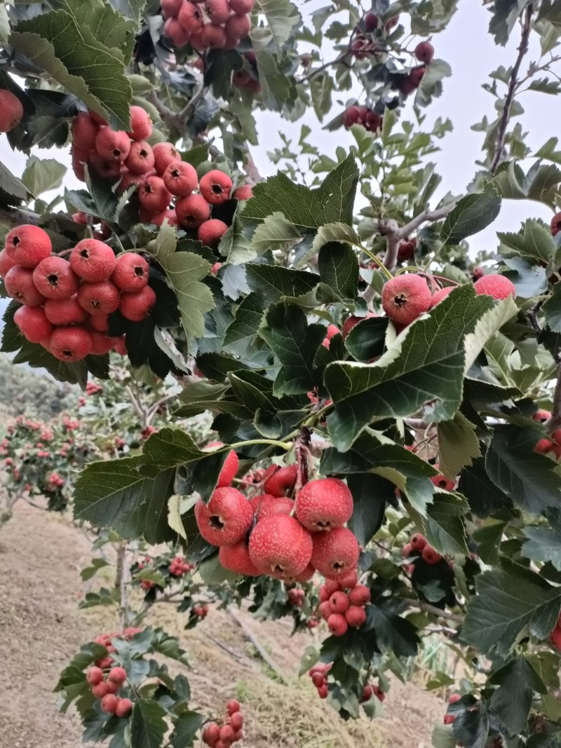 沂蒙山优质大金星上市，口感好颜色好，保证质量价格公道