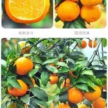 四川爱媛橙38号果冻橙子当季新鲜水果橙子