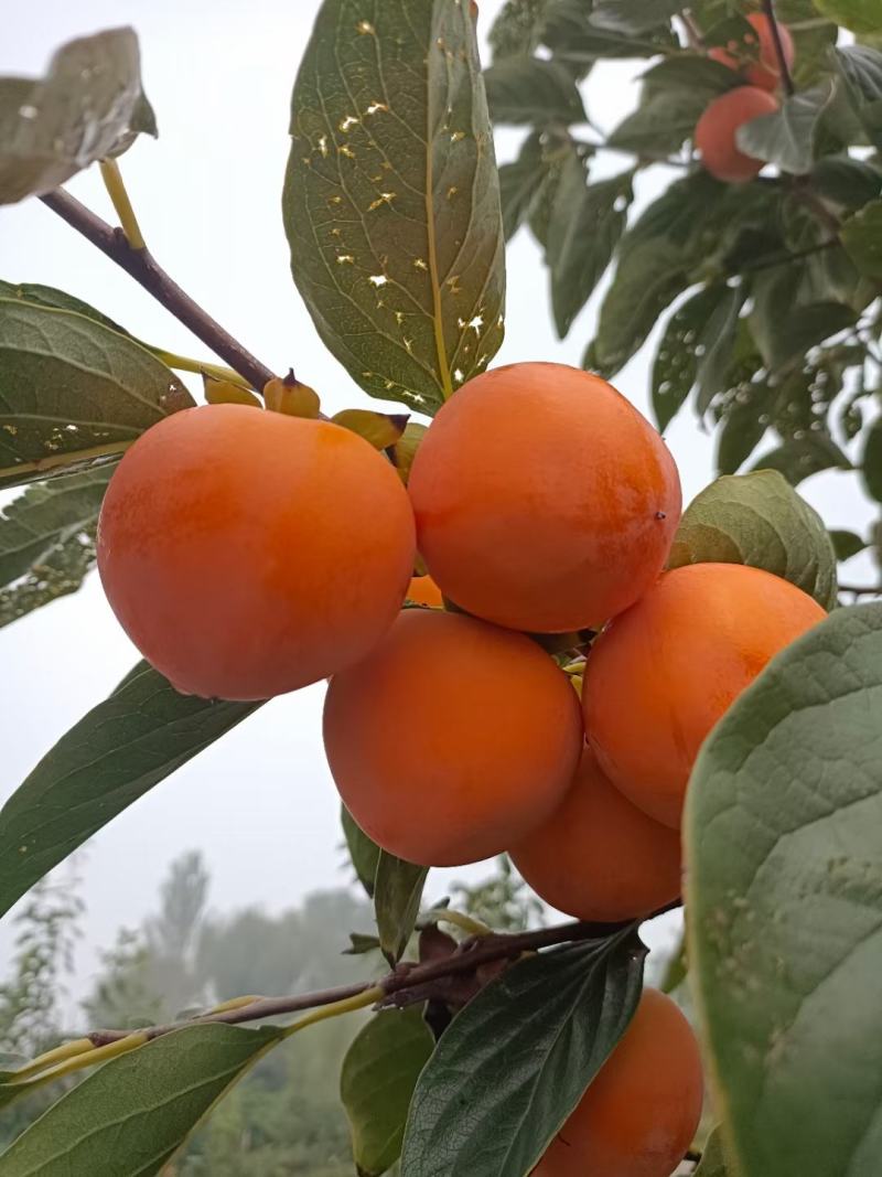 火葫芦，吊红柿子大量上市！对接各大商超，电商平台
