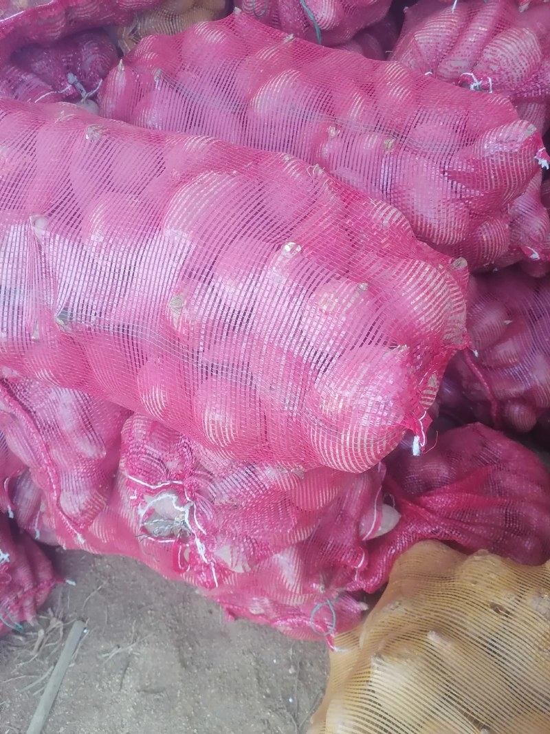 西瓜红加工薯，3两以上网袋装，欢迎前来订购
