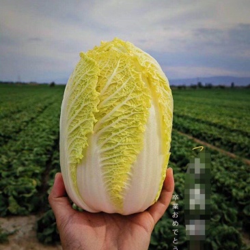 精品娃娃菜大量上市黄度好质量好欢迎考察合作