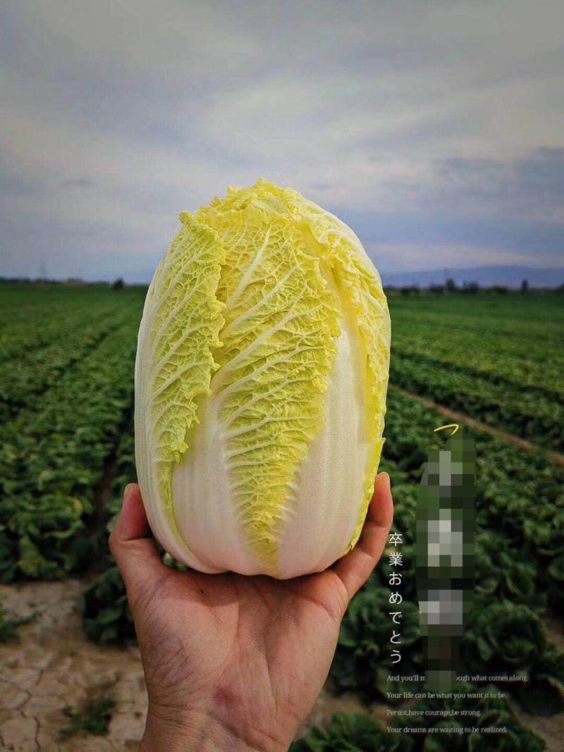 精品娃娃菜大量上市黄度好质量好欢迎考察合作