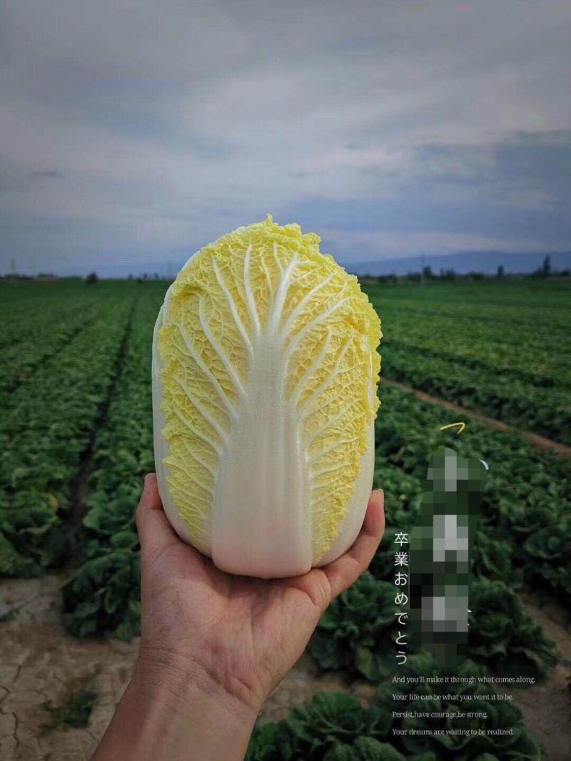 精品娃娃菜大量上市黄度好质量好欢迎考察合作