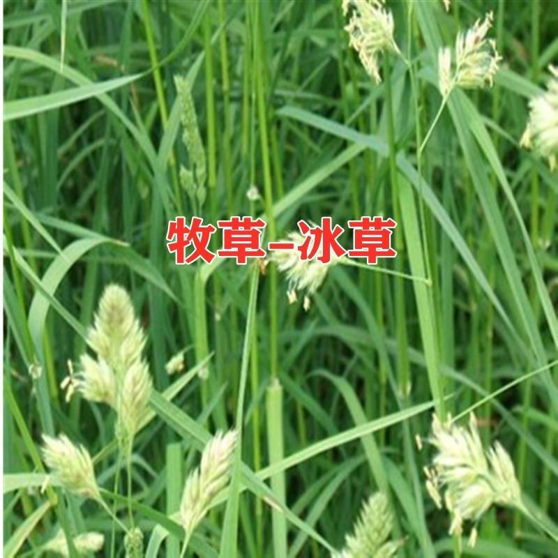 冰草种子别名野麦子扁穗冰草羽状小麦草暖季型草坪种子