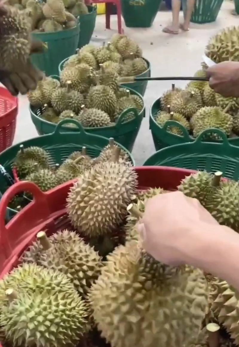 泰国巴掌榴莲