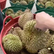 泰国巴掌榴莲