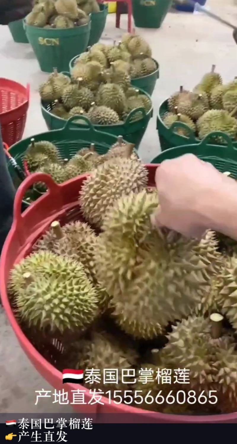 泰国巴掌榴莲