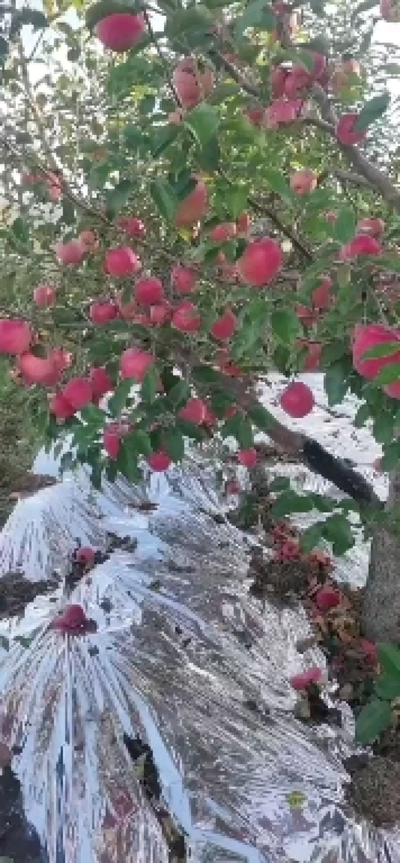 大量供应产地直发辽南地区寒富苹果售价0.8元