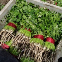 精品香菜基地现采支持电商超市一件代发