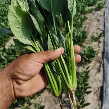 精品菠菜专业种植支持电商超市一件代发