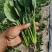 精品菠菜专业种植支持电商超市一件代发